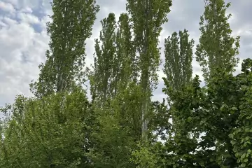 Satılır Torpaq Göygöl Rayonunda