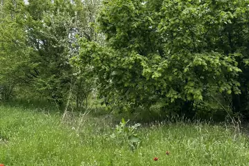 Satılır Torpaq Göygöl Rayonunda