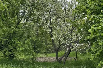 Satılır Torpaq Göygöl Rayonunda