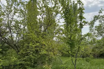 Satılır Torpaq Göygöl Rayonunda