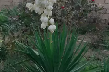 Satılır Həyət Evi Fatmayıda