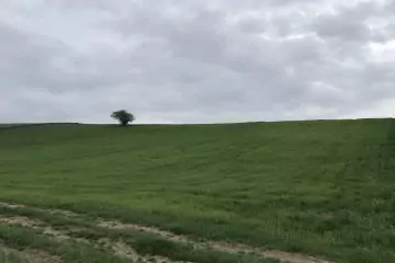 Satılır Torpaq Quba Rayonunda