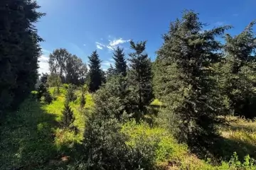 Satılır Torpaq şüvəlanda