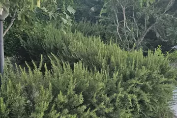 Günlük Kirayə Bağ Evi Türkənda
