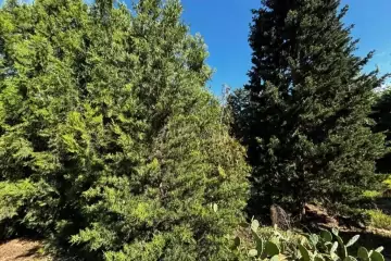 Satılır Torpaq şüvəlanda