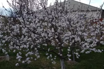 Satılır Bağ Evi Novxanıda