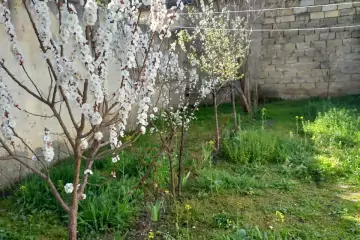Satılır Həyət Evi Biləcəridə