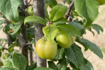 Satılır Torpaq Nardaranda