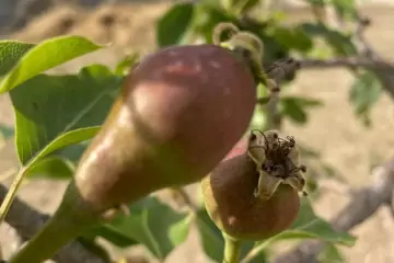 Satılır Torpaq Nardaranda