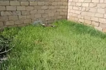 Satılır Torpaq Maştağada