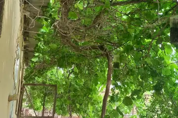 Satılır Bağ Evi Kürdəxanıda