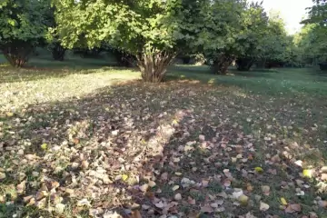 Satılır Torpaq Mirzəbəyli Kəndində