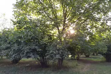 Satılır Torpaq Mirzəbəyli Kəndində