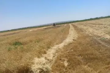 Satılır Torpaq Hacıqabul Rayonunda