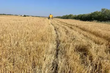 Satılır Torpaq Hacıqabul Rayonunda