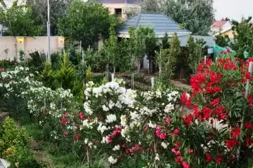 Satılır Bağ Evi Novxanıda