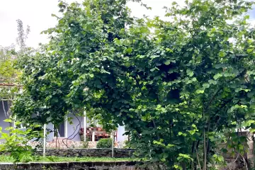 Günlük Kirayə Bağ Evi Zaqatala Rayonunda