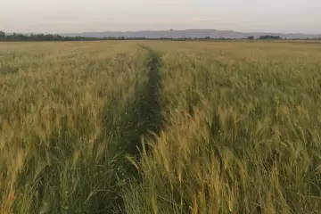 Satılır Torpaq Hacıqabul Rayonunda