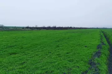 Satılır Torpaq Hacıqabul Rayonunda
