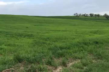 Satılır Torpaq Quba Rayonunda