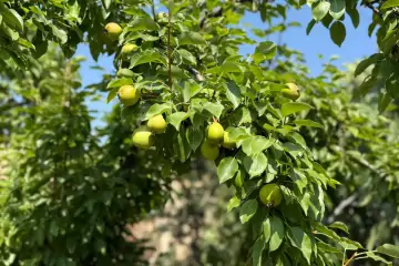 Satılır Həyət Evi Goradildə
