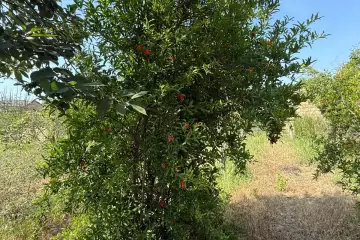 Satılır Həyət Evi Goradildə