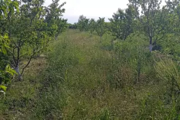 Satılır Torpaq Köhnə Xaçmazda