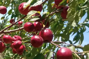 Satılır Torpaq Köhnə Xaçmazda