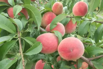 Satılır Torpaq Köhnə Xaçmazda
