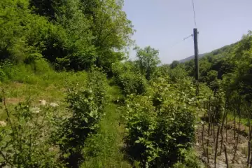 Satılır Həyət Evi İsmayıllı Rayonunda