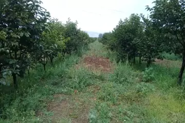 Satılır Torpaq Ağstafa Rayonunda