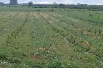 Satılır Torpaq Ağstafa Rayonunda