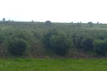 Satılır Torpaq Ağstafa Rayonunda