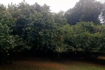 Satılır Torpaq Daşca Kəndində