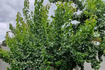 Satılır Həyət Evi Maştağada