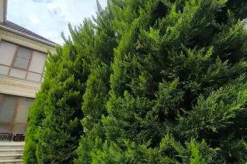 Satılır Bağ Evi Zagulbada