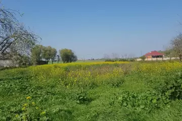 Satılır Həyət Evi Masallı Rayonunda