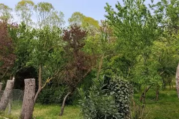 Günlük Kirayə Bağ Evi Lənkəran Rayonunda