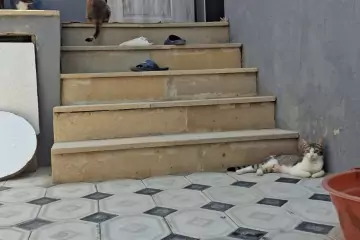 Satılır Həyət Evi Ramanada