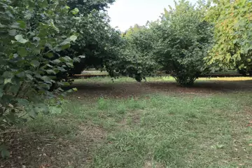Satılır Torpaq Zarağan Kəndində
