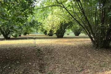 Satılır Torpaq Zarağan Kəndində