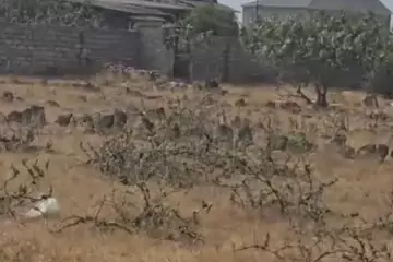 Satılır Torpaq Buzovnada