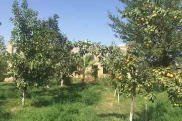 Satılır Torpaq Ağdaş Rayonunda