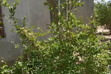 Satılır Həyət Evi Maştağada
