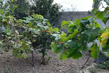 Satılır Həyət Evi Maştağada