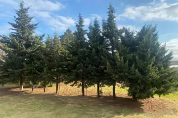 Satılır Həyət Evi Bilgəhdə
