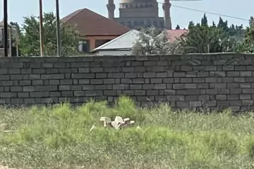 Satılır Torpaq Nardaranda