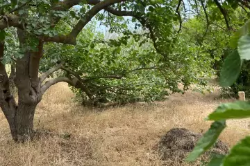 Satılır Torpaq Nardaranda