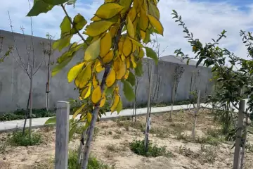Aylıq Kirayə Bağ Evi Nardaranda
