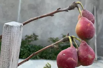Aylıq Kirayə Bağ Evi Nardaranda